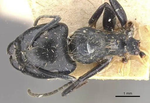 Camponotus vividus specimen CASENT0910572 image casent0910572_1
