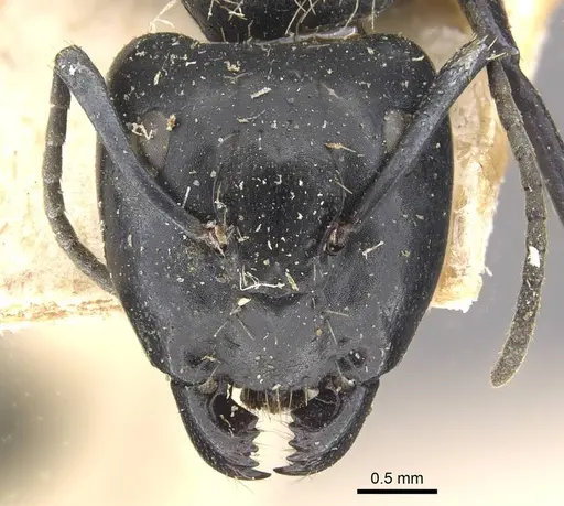 Camponotus vividus specimen CASENT0910572 image casent0910572_2