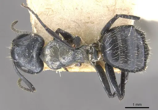 Camponotus vividus specimen CASENT0910573 image casent0910573_1