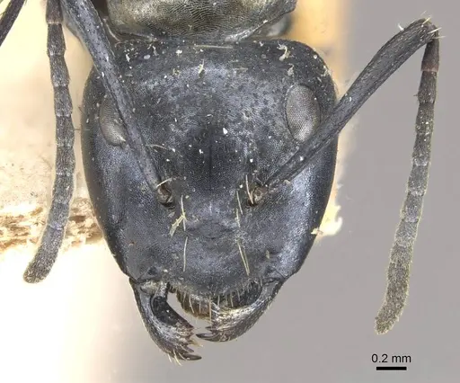 Camponotus vividus specimen CASENT0910573 image casent0910573_2