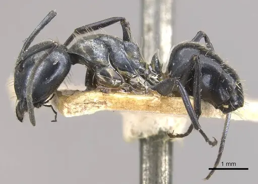 Camponotus vividus specimen CASENT0910573 image casent0910573_3