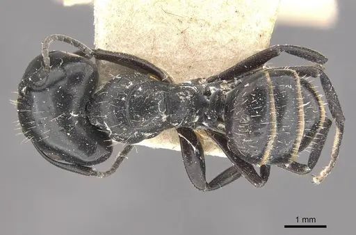 Camponotus vividus specimen CASENT0910574 image casent0910574_1