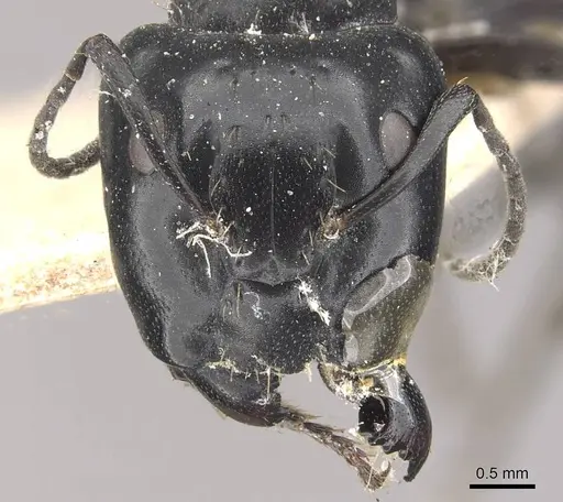 Camponotus vividus specimen CASENT0910574 image casent0910574_2