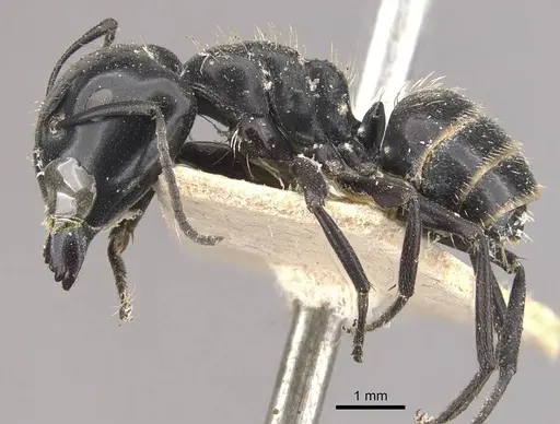Camponotus vividus specimen CASENT0910574 image casent0910574_3