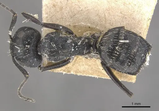 Camponotus vividus specimen CASENT0910575 image casent0910575_1