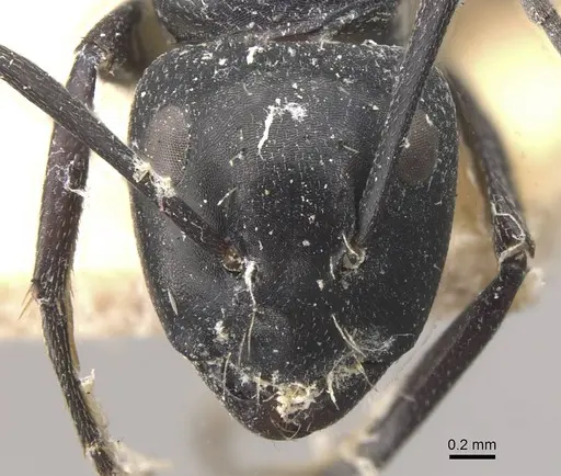 Camponotus vividus specimen CASENT0910575 image casent0910575_2