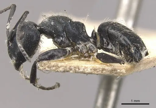 Camponotus vividus specimen CASENT0910575 image casent0910575_3
