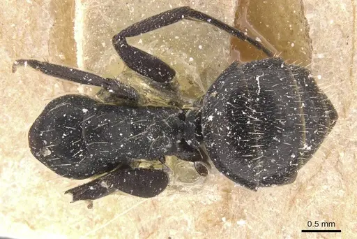Camponotus vividus specimen CASENT0911750 image casent0911750_1