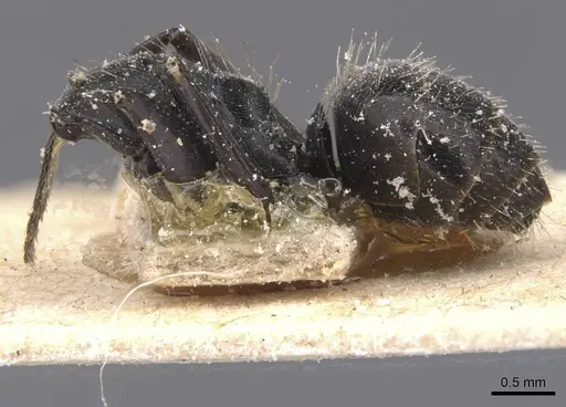 Camponotus vividus specimen CASENT0911750 image casent0911750_2