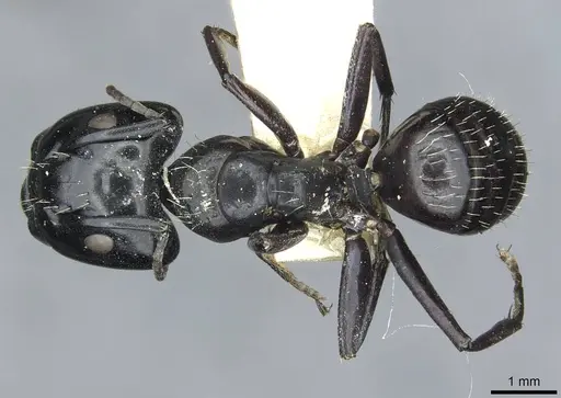Camponotus vividus specimen RMCAENT000017814 image rmcaent000017814_1