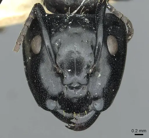 Camponotus vividus specimen RMCAENT000017814 image rmcaent000017814_2