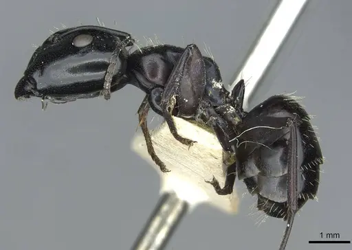 Camponotus vividus specimen RMCAENT000017814 image rmcaent000017814_3