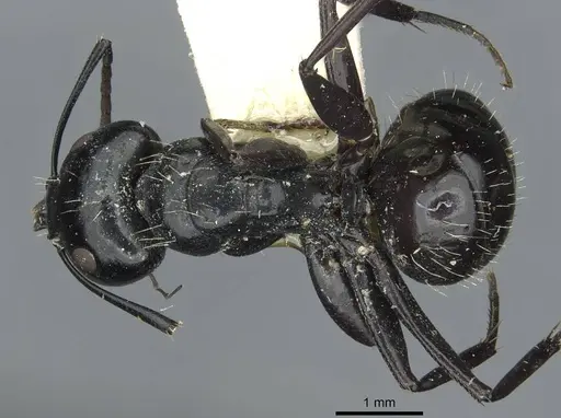 Camponotus vividus specimen RMCAENT000017815 image rmcaent000017815_1