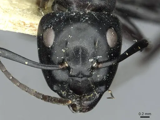 Camponotus vividus specimen RMCAENT000017815 image rmcaent000017815_2