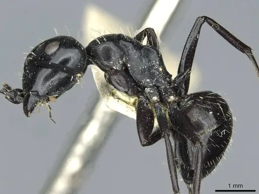Camponotus vividus specimen RMCAENT000017815 image rmcaent000017815_3