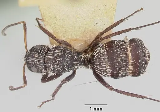 Camponotus voeltzkowii specimen CASENT0101376 image casent0101376_1