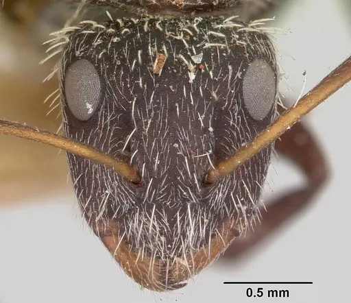 Camponotus voeltzkowii specimen CASENT0101376 image casent0101376_2