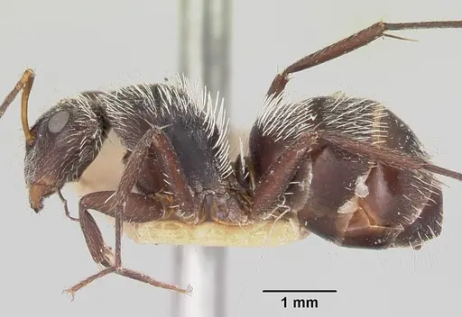Camponotus voeltzkowii specimen CASENT0101376 image casent0101376_3