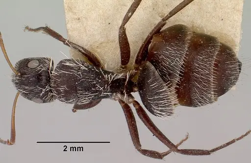 Camponotus voeltzkowii specimen CASENT0101377 image casent0101377_1