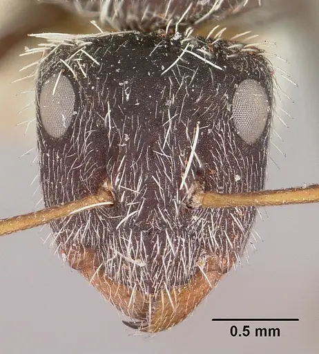 Camponotus voeltzkowii specimen CASENT0101377 image casent0101377_2