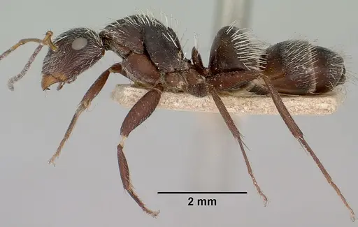 Camponotus voeltzkowii specimen CASENT0101377 image casent0101377_3