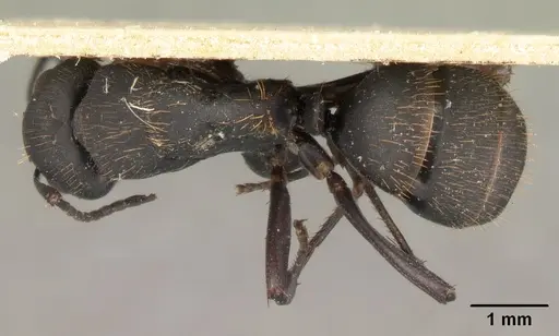 Camponotus voeltzkowii specimen CASENT0101424 image casent0101424_1