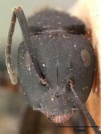 Camponotus voeltzkowii specimen CASENT0101424 image casent0101424_2