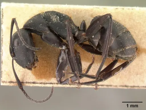Camponotus voeltzkowii specimen CASENT0101424 image casent0101424_3