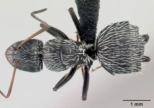 Camponotus voeltzkowii specimen CASENT0121619 image casent0121619_1