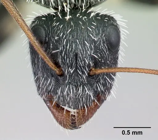 Camponotus voeltzkowii specimen CASENT0121619 image casent0121619_2