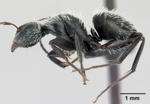 Camponotus voeltzkowii specimen CASENT0121619 image casent0121619_3