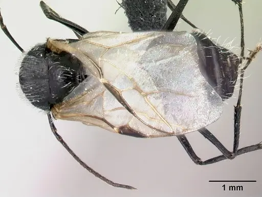 Camponotus voeltzkowii specimen CASENT0122645 image casent0122645_1