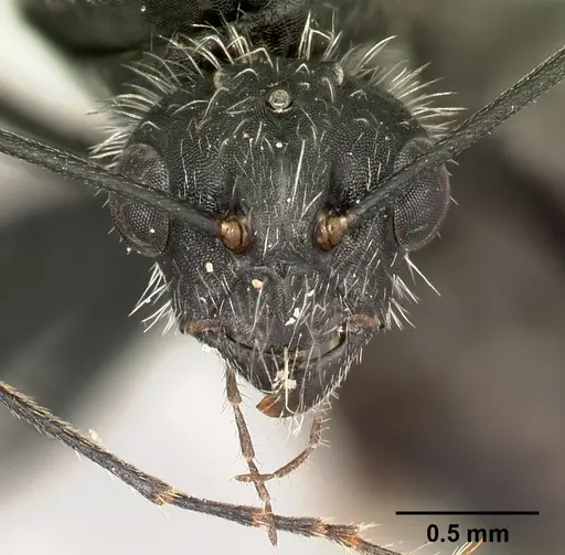 Camponotus voeltzkowii specimen CASENT0122645 image casent0122645_2
