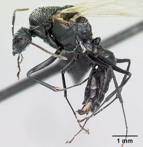 Camponotus voeltzkowii specimen CASENT0122645 image casent0122645_3