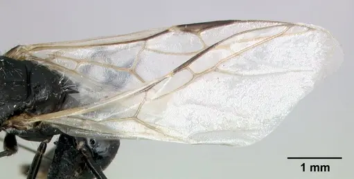 Camponotus voeltzkowii specimen CASENT0122645 image casent0122645_4