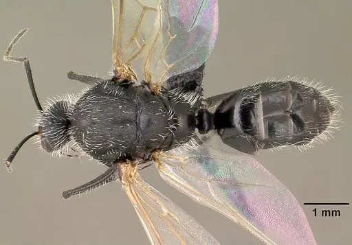 Camponotus voeltzkowii specimen CASENT0132987 image casent0132987_1