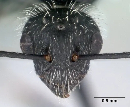 Camponotus voeltzkowii specimen CASENT0132987 image casent0132987_3