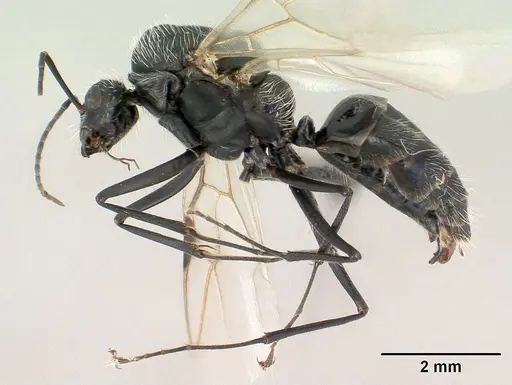 Camponotus voeltzkowii specimen CASENT0132987 image casent0132987_4