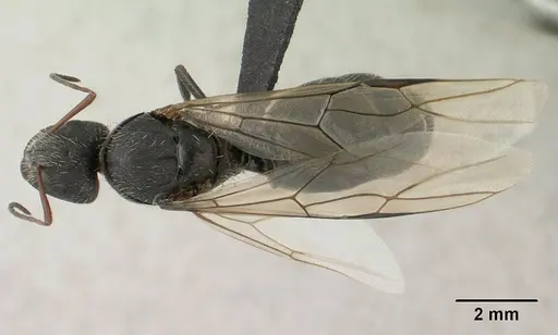 Camponotus voeltzkowii specimen CASENT0135748 image casent0135748_1