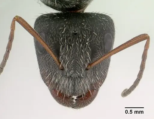 Camponotus voeltzkowii specimen CASENT0135748 image casent0135748_2