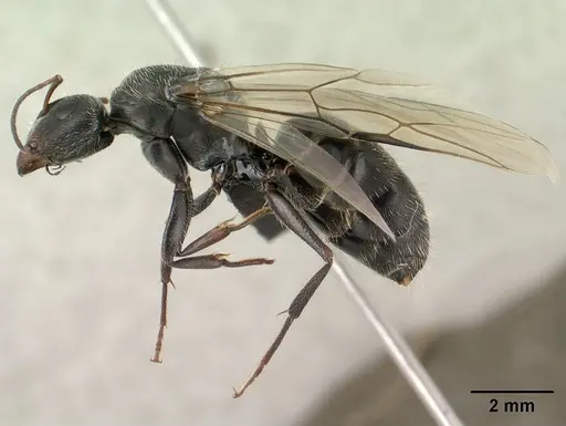 Camponotus voeltzkowii specimen CASENT0135748 image casent0135748_3