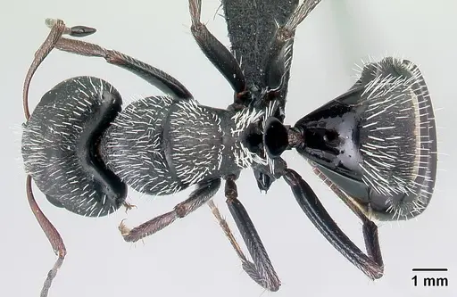 Camponotus voeltzkowii specimen CASENT0217295 image casent0217295_1