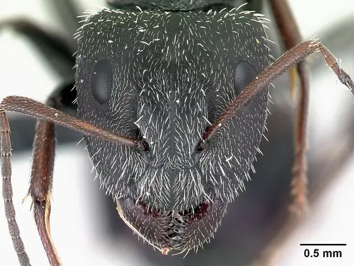 Camponotus voeltzkowii specimen CASENT0217295 image casent0217295_2