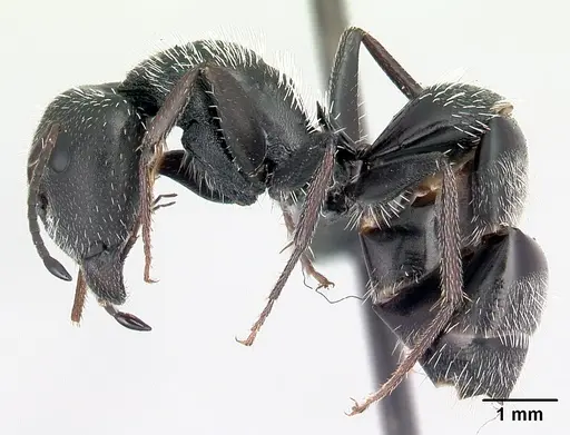 Camponotus voeltzkowii specimen CASENT0217295 image casent0217295_3
