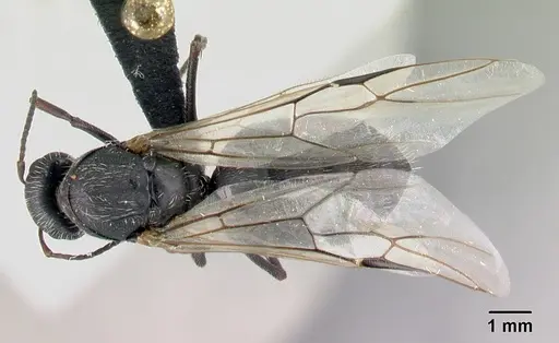 Camponotus voeltzkowii specimen CASENT0444376 image casent0444376_1