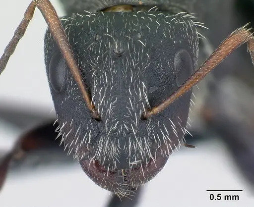 Camponotus voeltzkowii specimen CASENT0444376 image casent0444376_2