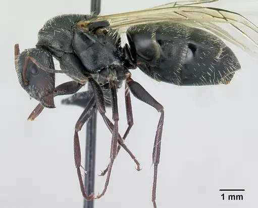 Camponotus voeltzkowii specimen CASENT0444376 image casent0444376_3