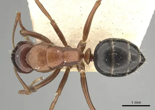 Camponotus vogti specimen CASENT0249881 image casent0249881_1