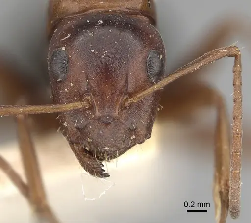 Camponotus vogti specimen CASENT0249881 image casent0249881_2