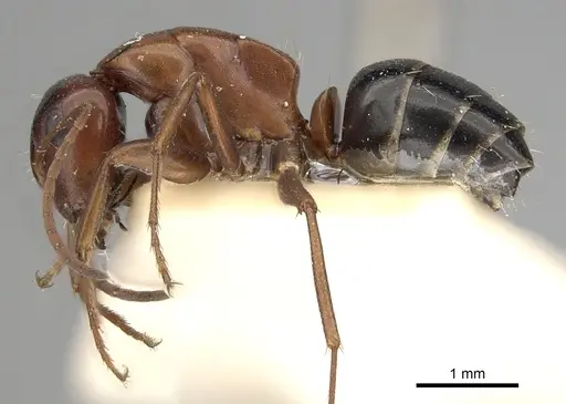 Camponotus vogti specimen CASENT0249881 image casent0249881_3
